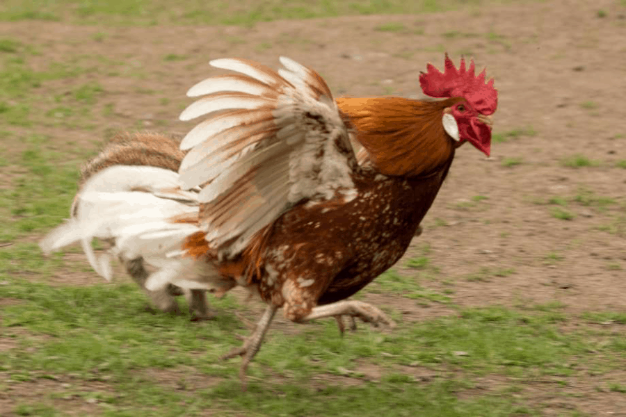 Giống gà phổ biến nhất tại các sàn đá gà trực tuyến